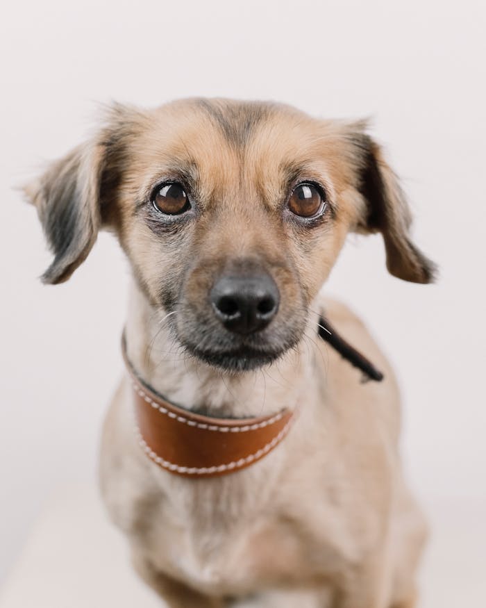 Charming portrait of a cute dog with brown eyes on a plain white background, showcasing its loyalty and calmness.