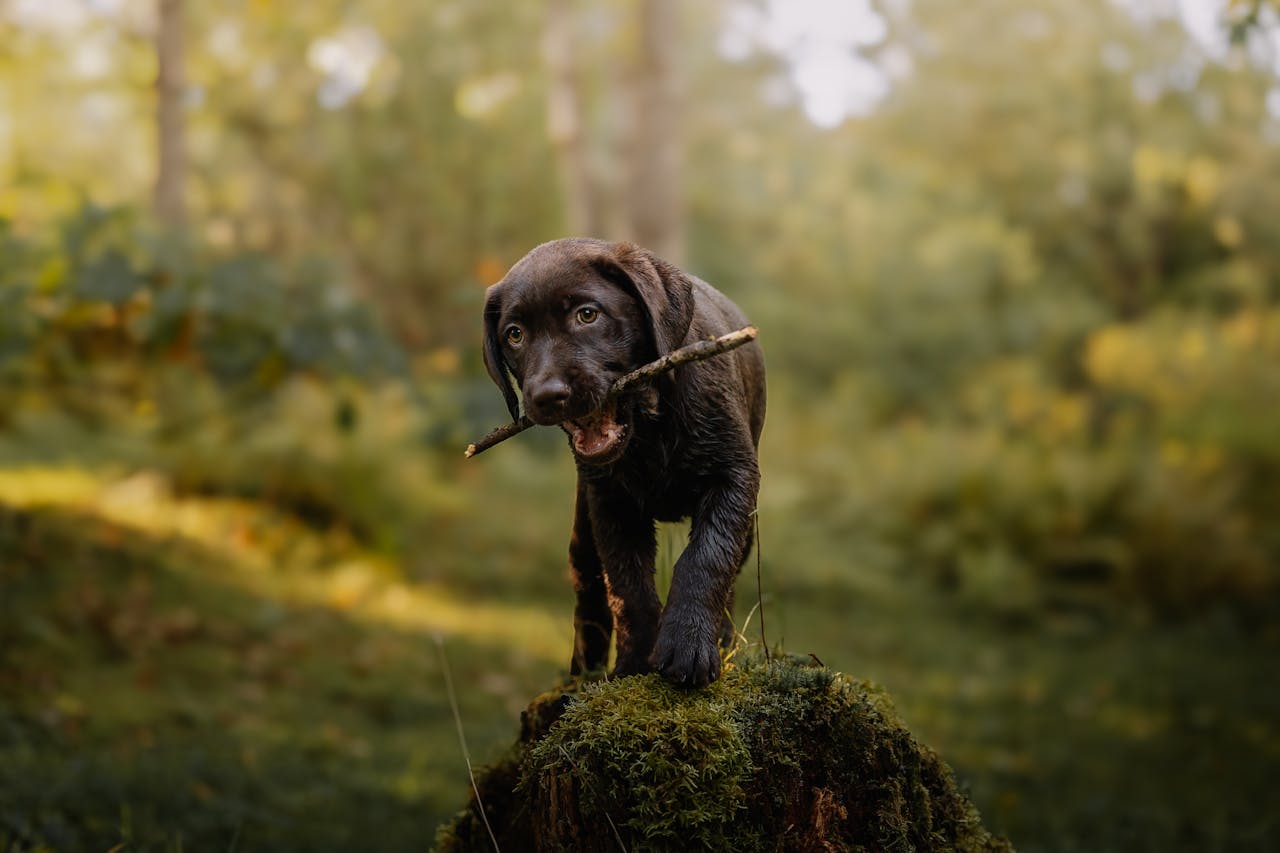 A cute Labrador puppy playing with a stick in a sunlit forest.